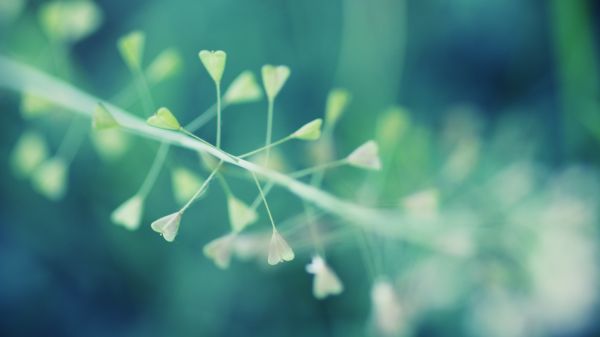 macro,plants,leaves,green,blue,white
