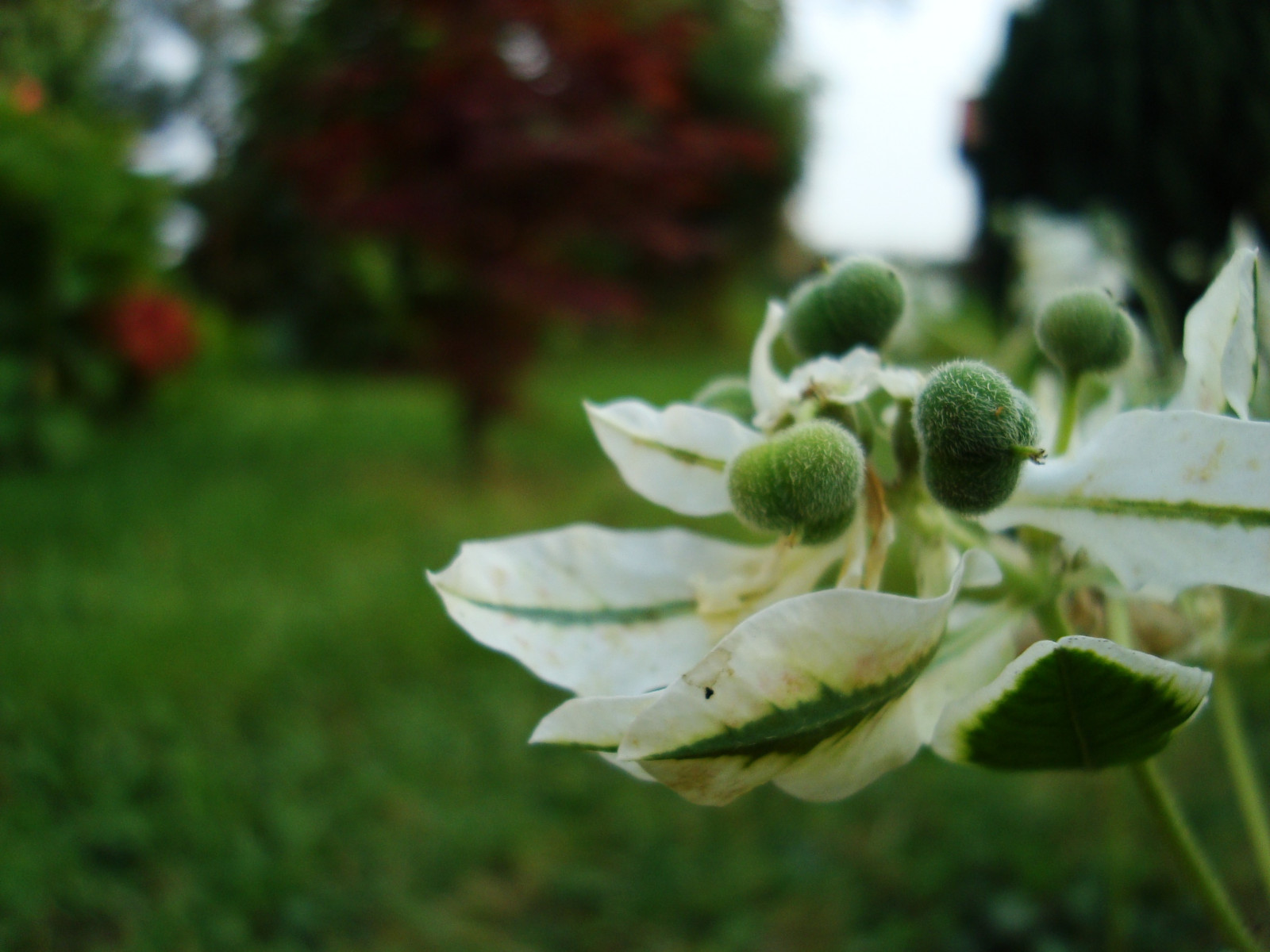 slunečnímu záření, listy, zahrada, Příroda, rostliny, fotografování, větev, zelená, květ, strom, podzim, list, květ, rostlina, flóra, okvětní lístek, divoká rostlina, botanika, suchozemská rostlina, kvetoucí rostlina, keř, makro fotografie