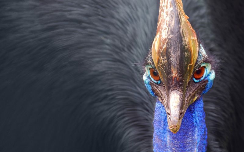 1920 x 1200 px,casoar,des oiseaux,Macro