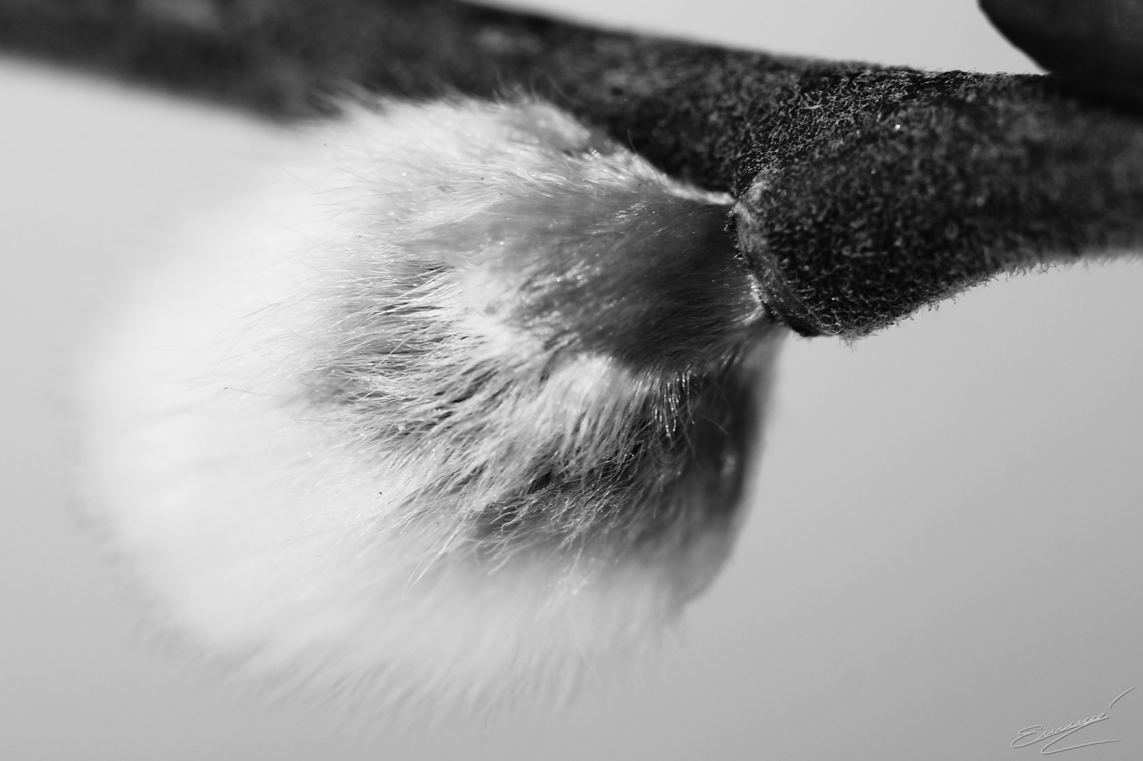 desenhando, branco, Preto, gato, monocromático, fotografia, manipulação fotográfica, pele, nariz, Bigodes, pele, olho, Preto e branco, Fotografia monocromática, orelha, corpo humano, órgão, fechar-se, Macro fotografia