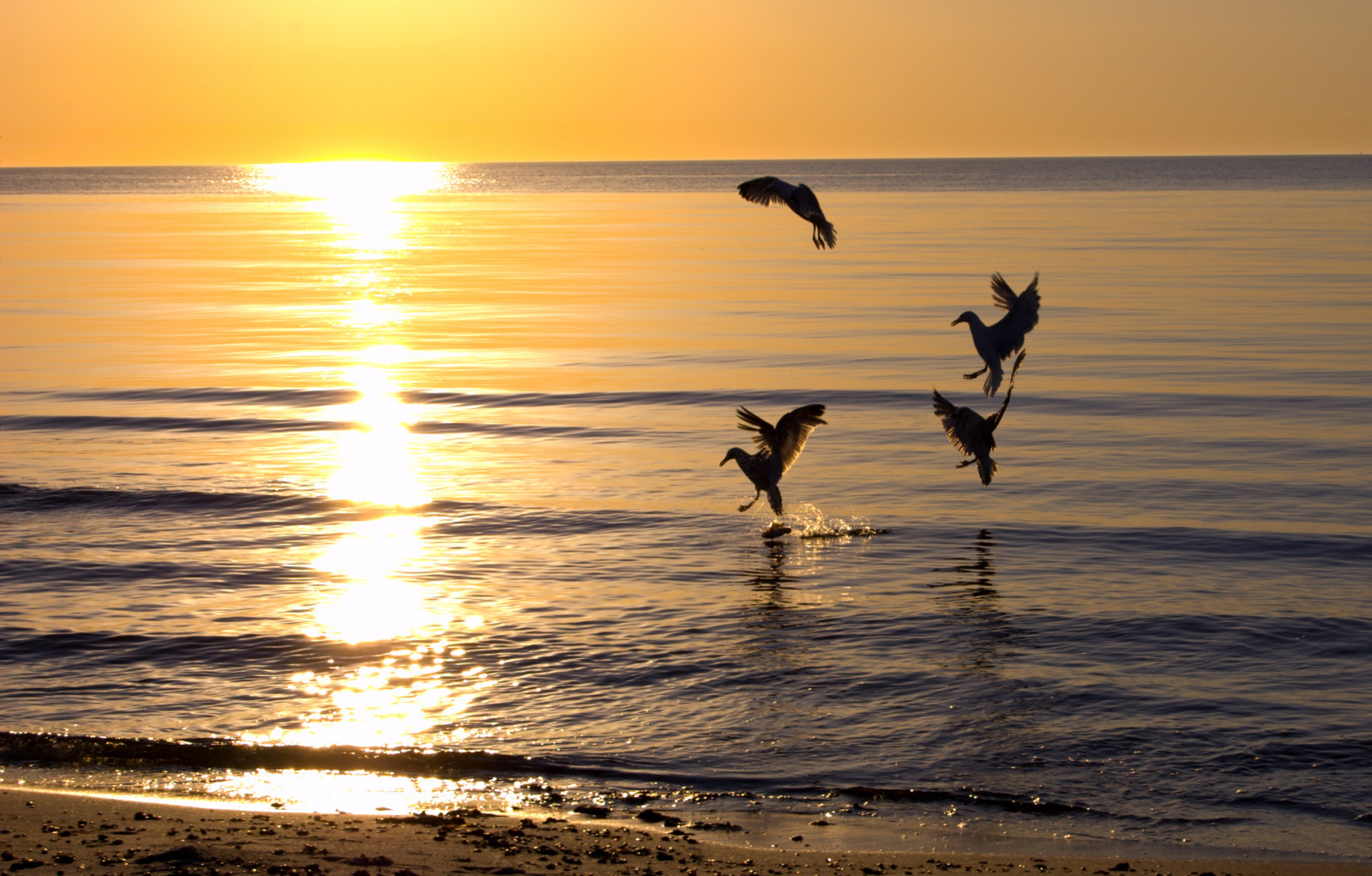 sollys, dyr, mad, solnedgang, hav, vand, kyst, sand, afspejling, himmel, strand, solopgang, berolige, aften, morgen, kyst, Sol, fotograf, horisont, Nikon, Flyve, ferie, daggry, fugl, det, ocean, bølge, streng, havfugle, perfektionere, D40, ostsee, Vogel, 1855mm, theunforgettablepictures, platinumphoto, blueribbonwinner, kæmpe, meer, rubyphotographer, essen, tiere, krop af vand, m wen, Wellen, kampf, Fliegen, shorebird, sizzografy, coastal and oceanic landforms