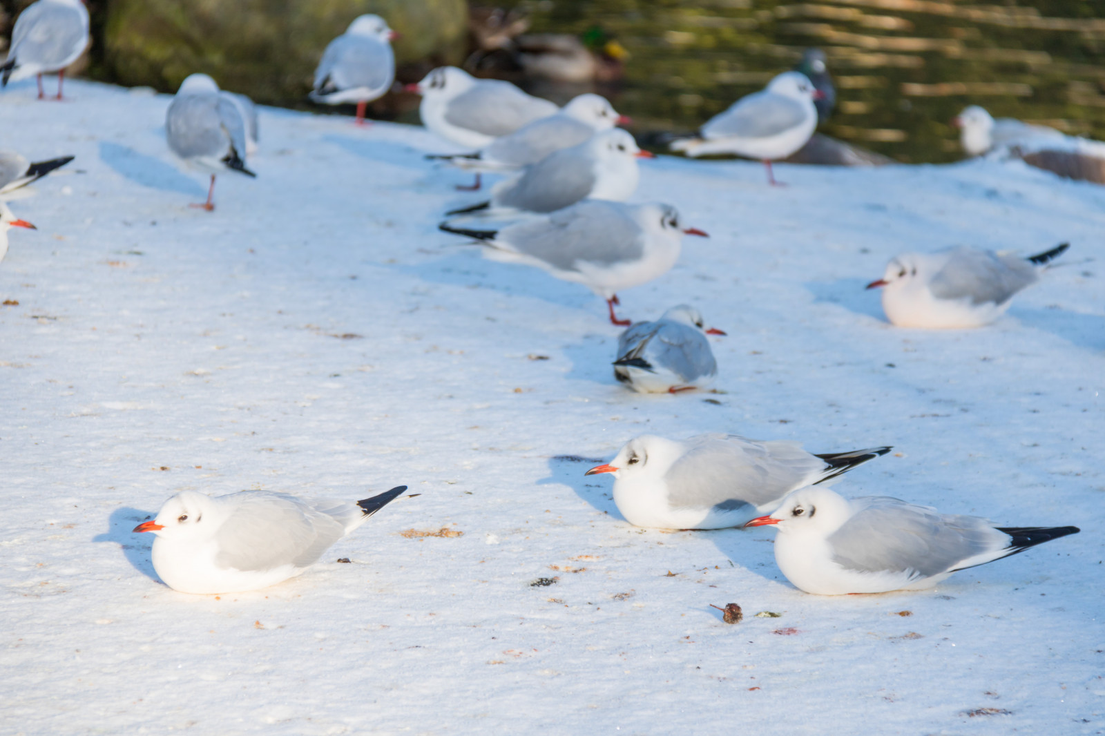 mare, inverno, freddo, brina, uccello, Vinter, Stadsparken, Trelleborg, f gel, kallt, gabbiano, rimfrost, uccello marino, vertebrato, acqua uccello, Charadriiformes
