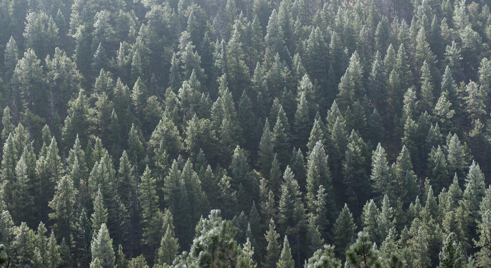 økosystem, træ, spruce fir forest, vegetation, tropical and subtropical coniferous forests, Skov, vedplante, ødemark, naturreservat, tempereret løvfældende skov, tempererede nåleskove, nåletræ, biom, fyr familie, gran, shrubland, Nationalpark, gran, gamle vækst skov, bjerg, plante, plant community, skrænt, Evergreen, græs, valdivian temperate rain forest, regnskov, himmel, bjergkæde, landskab
