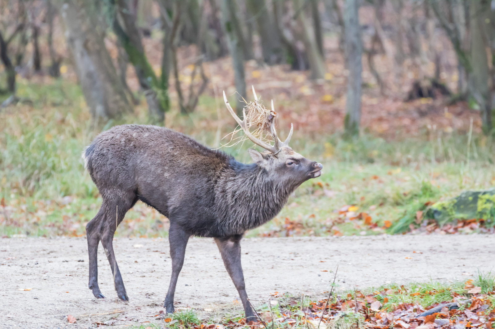 les, Jelen, park, Volně žijících živočichů, los, Dánsko, les, Danmark, Skog, exif modelu canoneos760d, geocountry, Kamera aby kánon, geocity, Model fotoaparátu canoneos760d, geostate, geolocation, EXIF otvor 56, exif aby kánon, exif isospeed 2000, EXIF ef70300mmf456lisusm čočka, Dyrehaven, j gersborg, j gersborgdyrehave, exif focallength 244mm, fauna, savec, bílá sledoval jelena, kabarovití
