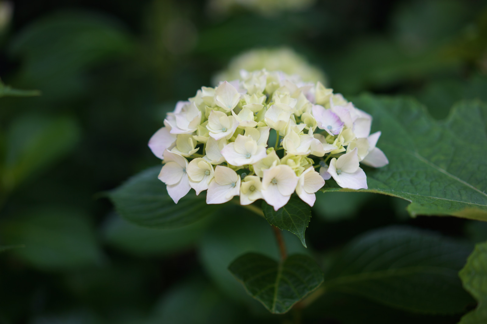 natur, grøn, Sony, blomst, Tokyo, 7, hortensia, blad, blomst, plante, flora, Zeiss, kronblad, t, Korakuen, alfa, alfa7, 55mm, Sonnar, sonnart55mmf18, ILEC, wildflower, botanik, jord plante, blomstrende plante, Hortensia-familien, Busk, makrofotografering, Kornel-ordenen, hydrangea serrata