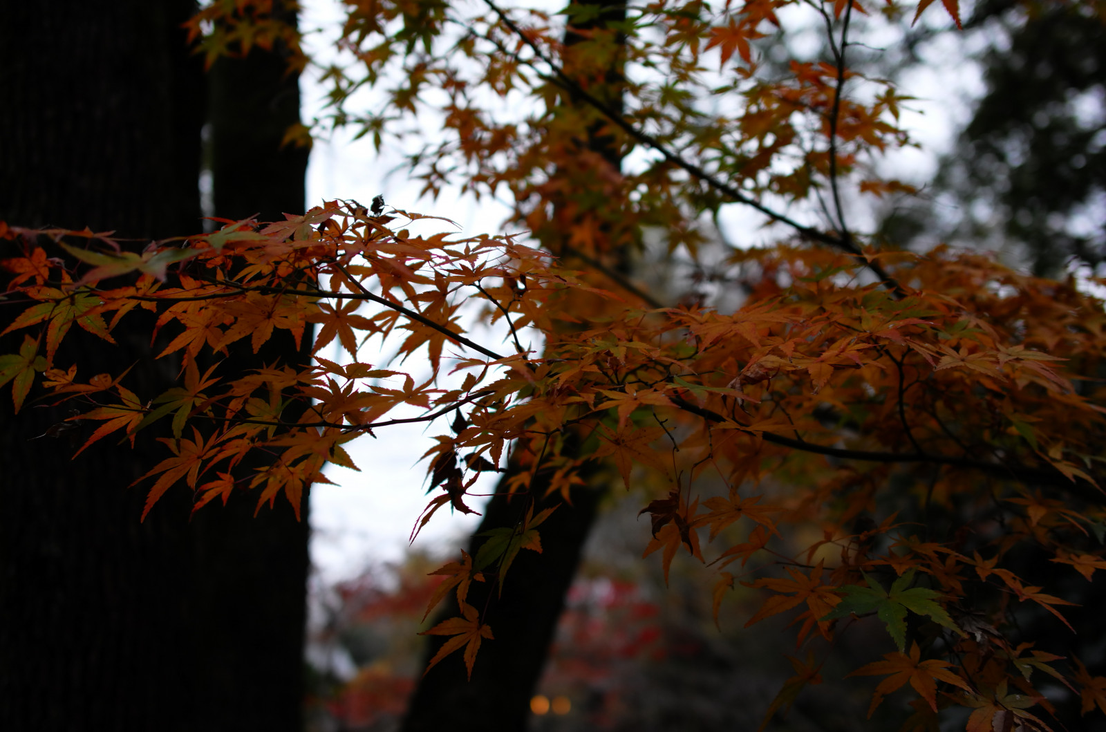 Japonsko, slunečnímu záření, les, Příroda, větev, Leica, Tokio, jp, strom, podzim, list, květ, rostlina, sezóna, CC, T, Chofu, leicat, Summicron, CreativeCommons, jindaiji, summicron235, 235, botanika, dřevina