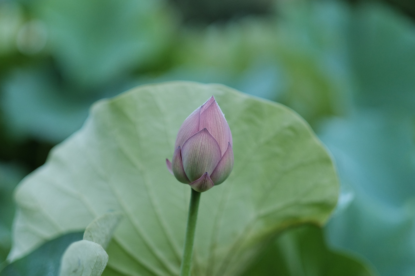 Příroda, fotografování, zelená, květ, Tokio, Lotus, Fujifilm, list, květ, rostlina, flóra, pupen, fuji, okvětní lístek, Fujinon, classicchrome, Machida, yakushiike, xf56mmf12r, xf56mm, XT1, divoká rostlina, botanika, suchozemská rostlina, kvetoucí rostlina, zblízka, makro fotografie, závod stonek, vodních rostlin, posvátný lotos, lotus rodina