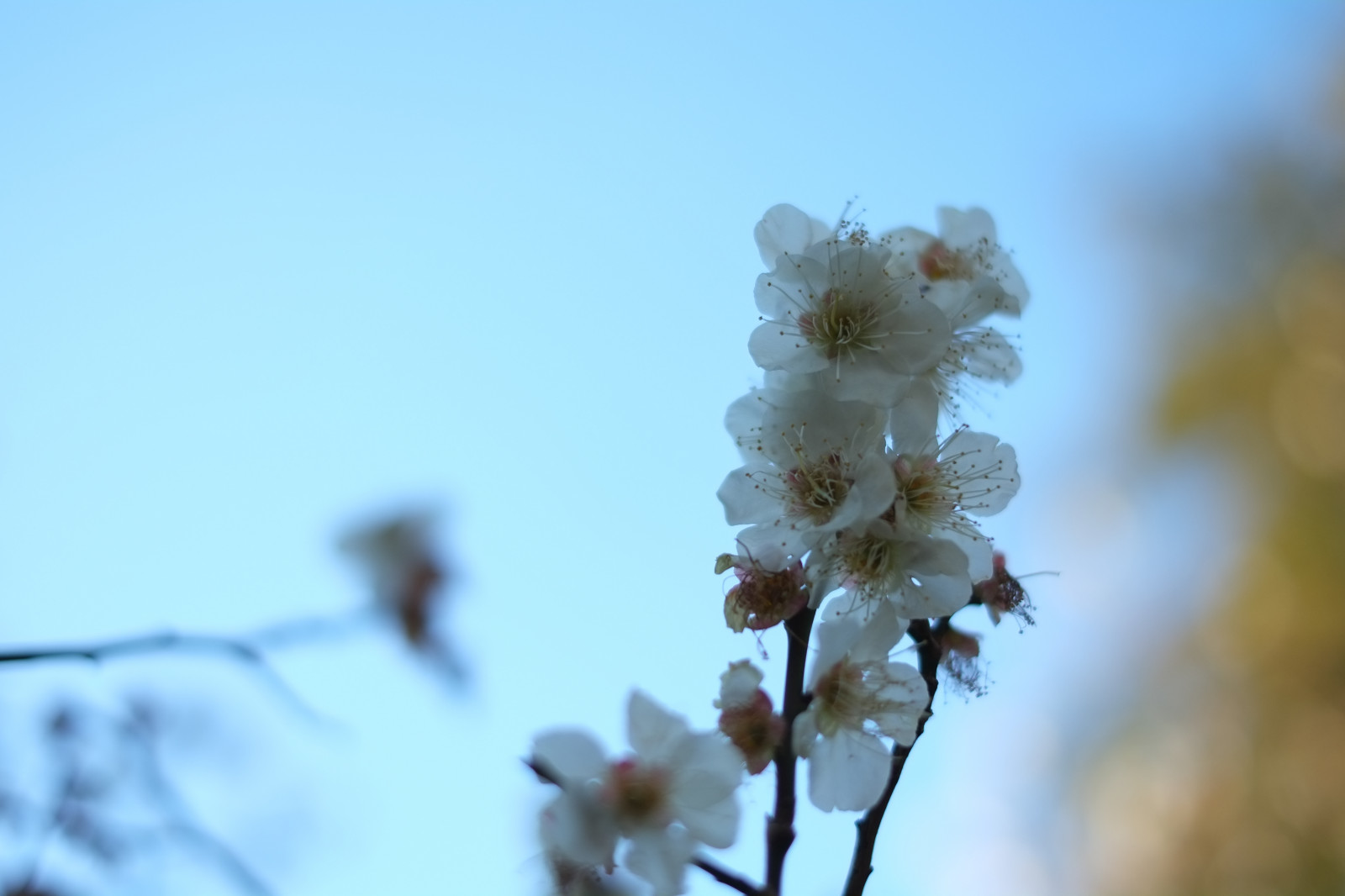 Japonsko, slunečnímu záření, Příroda, nebe, zima, fotografování, větev, mráz, Třešňový květ, květ, jaro, Tokio, zmrazení, Fujifilm, jp, strom, list, květ, rostlina, sezóna, UME, flóra, fuji, okvětní lístek, Fujinon, ikegamibaien, xpro1, xf, xf35mmf14r, Ikegami, japaneseapricot, zblízka, makro fotografie