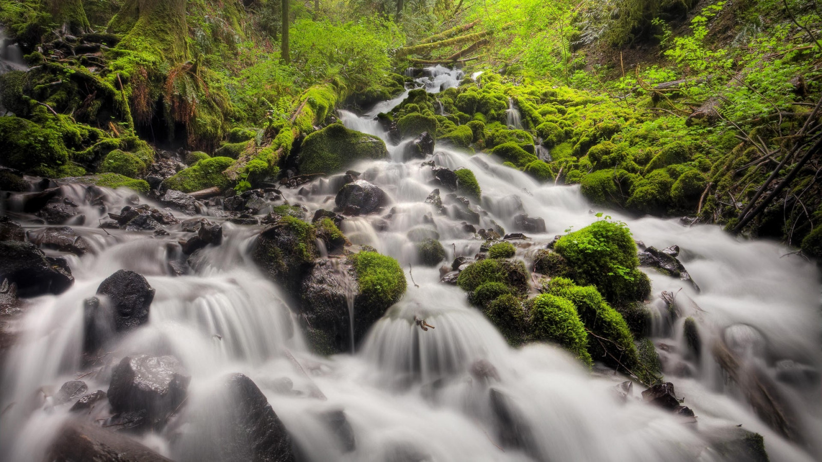 Tree Splashes Wallpaper : falls, moss, wood, trees, splashes, stones 1920x1080 ...