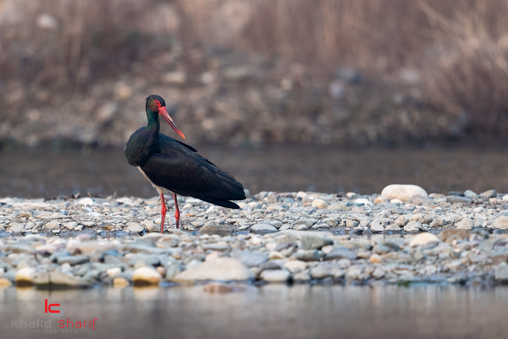 ป่า, นก, จีน, น้ำ, จอด, สัตว์ป่า, Nikon, ปาก, F4, 2017, นก, ทะเล, สัตว์ป่า, vr, นกน้ำ, d5, 600 มม, birdsofchina, เฮนซาน, h n n ng ng ng n ng nsh nshu w n, การดูนก, shorebird, สายพันธุ์, ciconiiformes, blackstork, Ciconia, nigra h i, gu nngcnational, geographicbird, watchbird, watcherlakefishshore, birdendangered