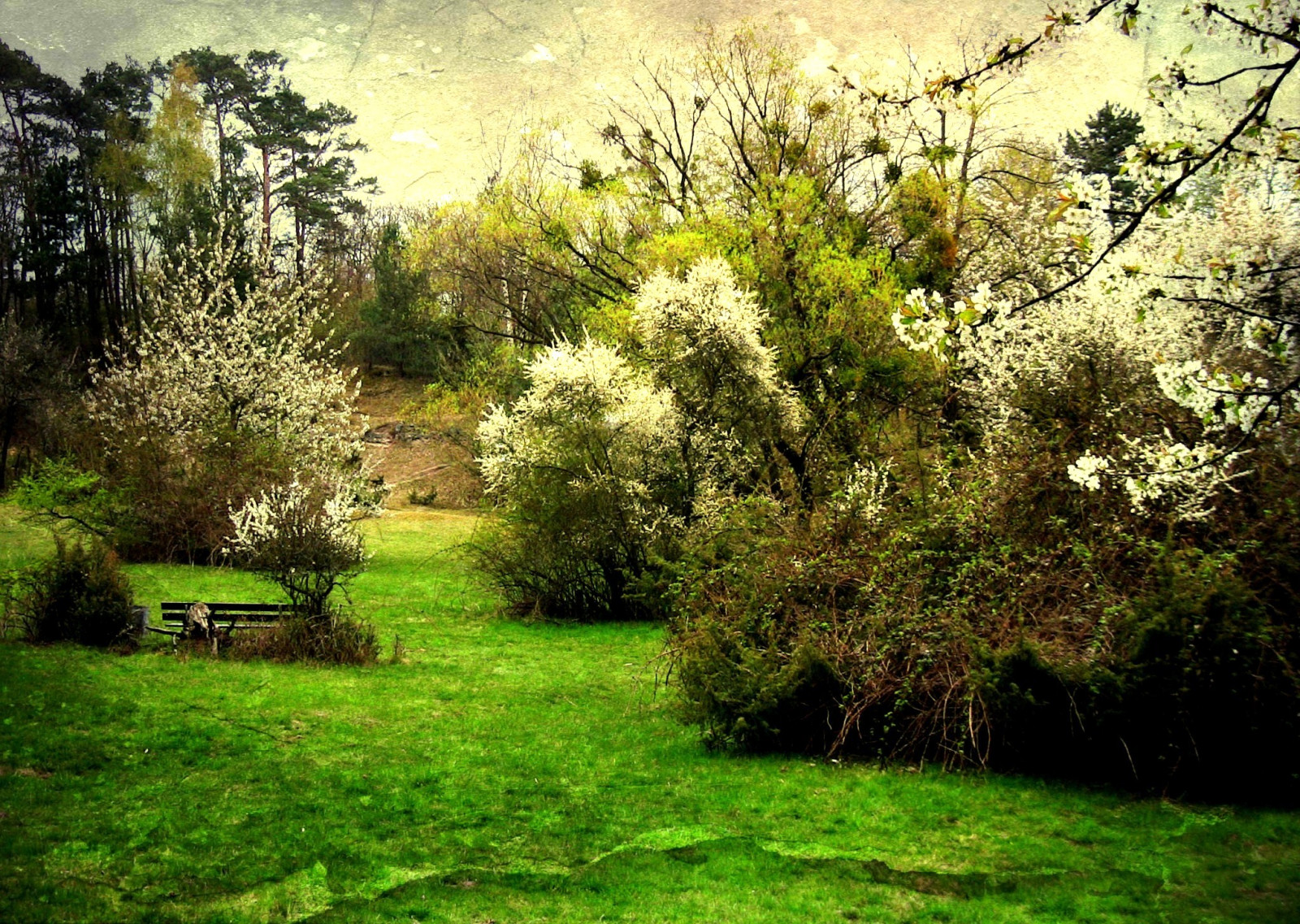 park, stromy, rostliny, flores, květ, strom, textura, Příroda, květ, les, zahrada, krajina, jaro, flóra, květ, natur, flor, Pflanzen, jardin, blumen, paisaje, 1001nights, blume, Landschaft, Wald, Baume, garten, printemps, baum, Fruhling, bloem, bl deset, Flori, textur, effecte, naturalezza, roba66, 1001nightsmagiccity
