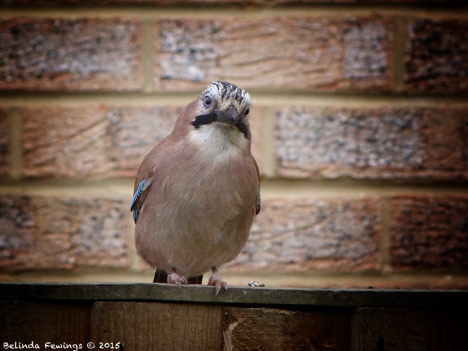 portrét, oči, Příroda, cihly, usmívající se, Dorset, hnědý, Volně žijících živočichů, bokeh, zobák, Vrabec, Sojka, Krásná, dosti, pták, pěnkava, přírodní, barva, hledá, upřímný, tvořivý, fauna, creativeartphotography, panasoniclumixdmc, belindafewings, prohlížení pták, obratlovců, zblízka, holubi a holubice, bdělý, Bournemouth, vrabec, bokeah