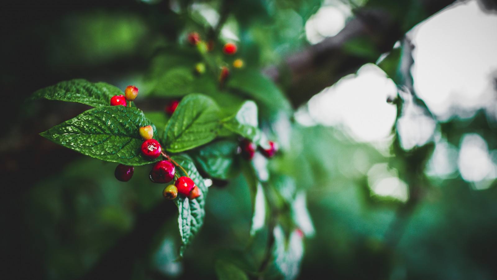 Wallpaper : 4954x2787 px, leaves, nature 4954x2787 - wallup - 643601