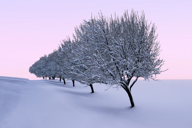 des arbres, paysage, la nature, herbe, neige, hiver des arbres, paysage, la nature, herbe, neige, hiver