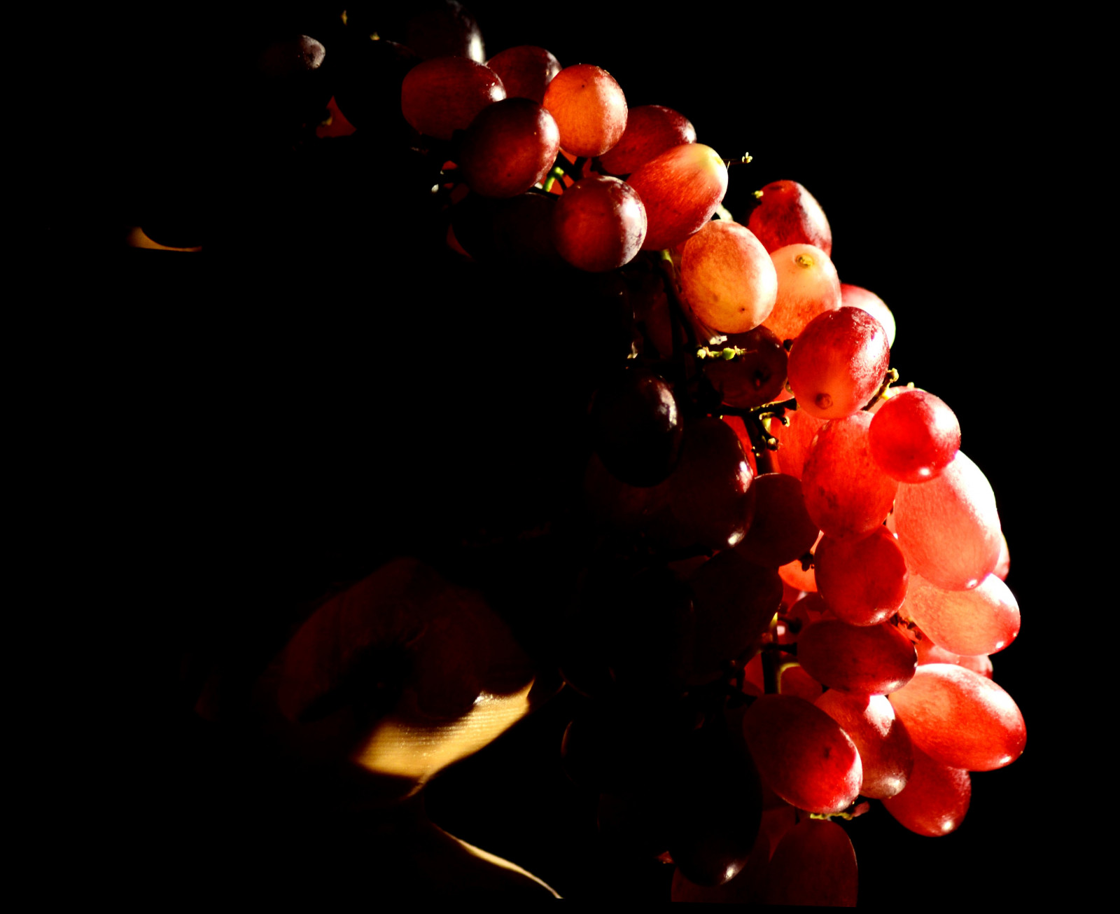 uva, blackbackground, lightsandshadows, natura morta, macro, frutta
