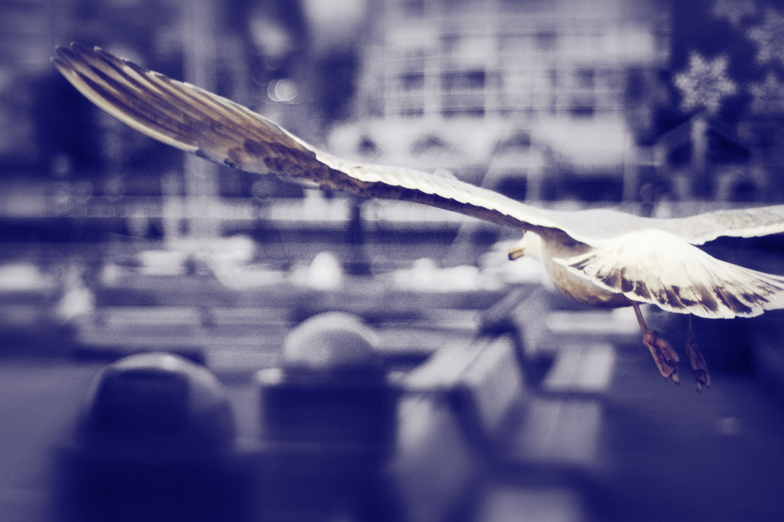 hvid, sort, fugle, monokrom, hale, vand, afspejling, vinger, fotografering, blå, flyvende, bænk, sepia, fødder, måger, Canada, Nikon, affald, bokeh, dok, næb, Vancouver, luft, Marina, 2008, lys, fugl, bw, dOF, bænke, sløring, bc, havn, glide, bæk, vinge, marts, kløer, selectivecolour, d50, niftyfifty, måger, atmosfære af jord, tæt på, makrofotografering, nikkor50mmf18, falsk, skyhøje, granvilleisland