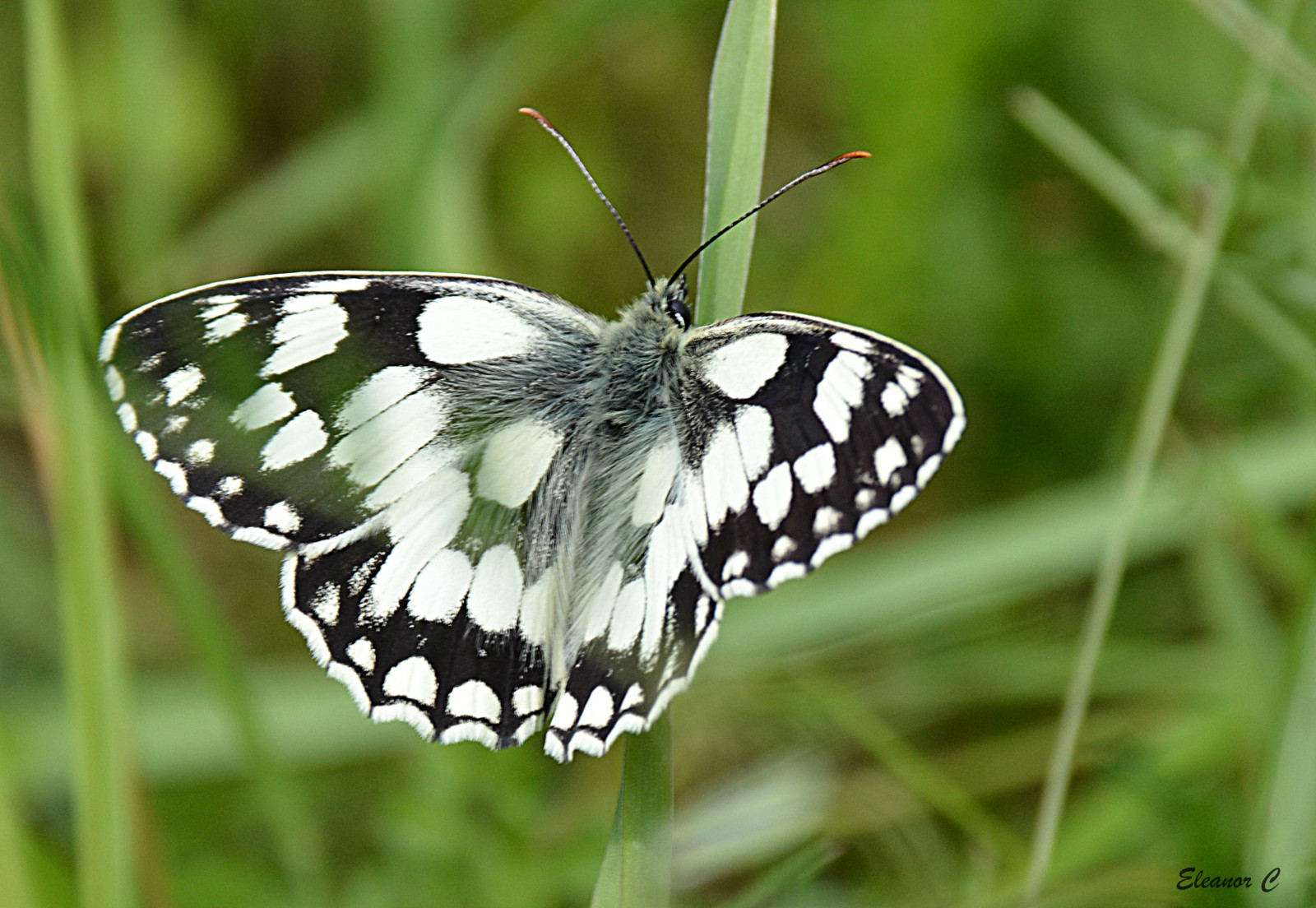 Londýn, motýl, hmyz, Volně žijících živočichů, mol, flóra, june2014, nikond7100, makro fotografie, bezobratlý, členovců, organismus, opylovači, můry a motýli, lycaenid, Pieridae, štětec footed motýl, Marbledwhite, Hendon, Welshharp