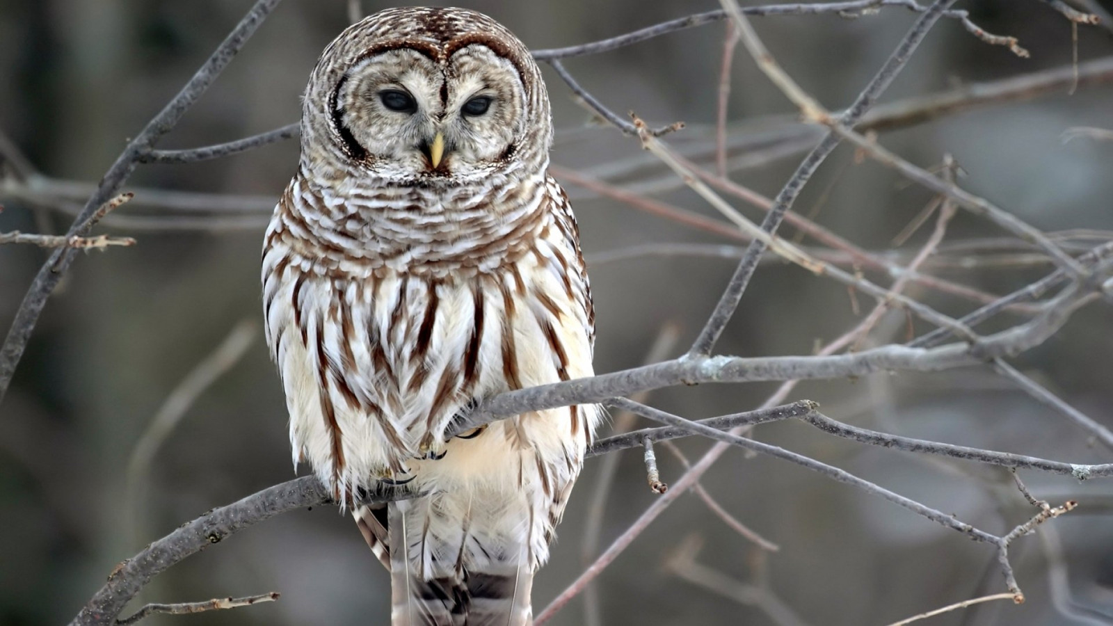Wallpaper 1920x1080 px, animal, beautiful, bird, birds, exotic, wild