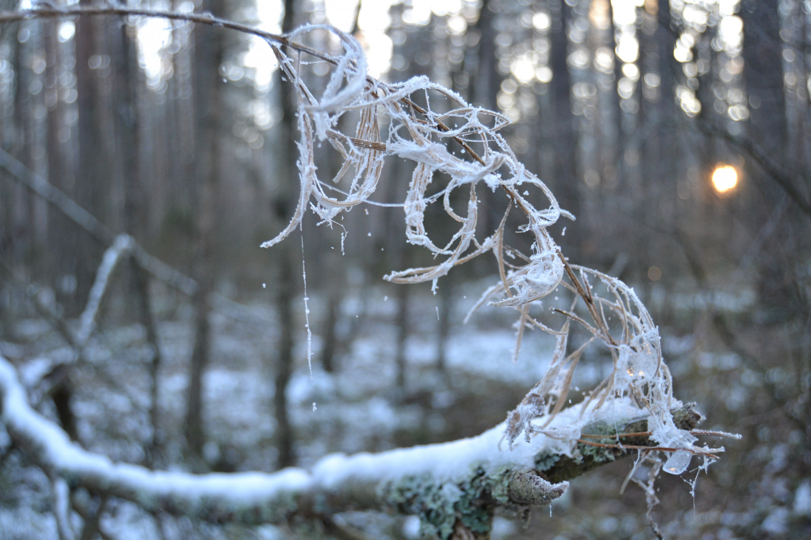 sollys, træer, Skov, dybdeskarphed, vand, natur, afspejling, sne, vinter, afdeling, is, frost, solstråler, istap, forår, kviste, Fryser, træ, efterår, blad, vejr, sæson, skov, Kvist, vedplante