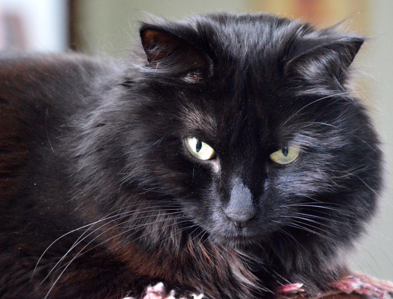 Fond D Ecran Visage Chat Les Yeux A L Interieur Marron Nikon Fourrure Nez Moustaches Felin Yorkshire Maine Coon Chat Noir Animal Maison Manteau Nikond30 Vertebre Chat Comme Un Mammifere Petits Et Moyens
