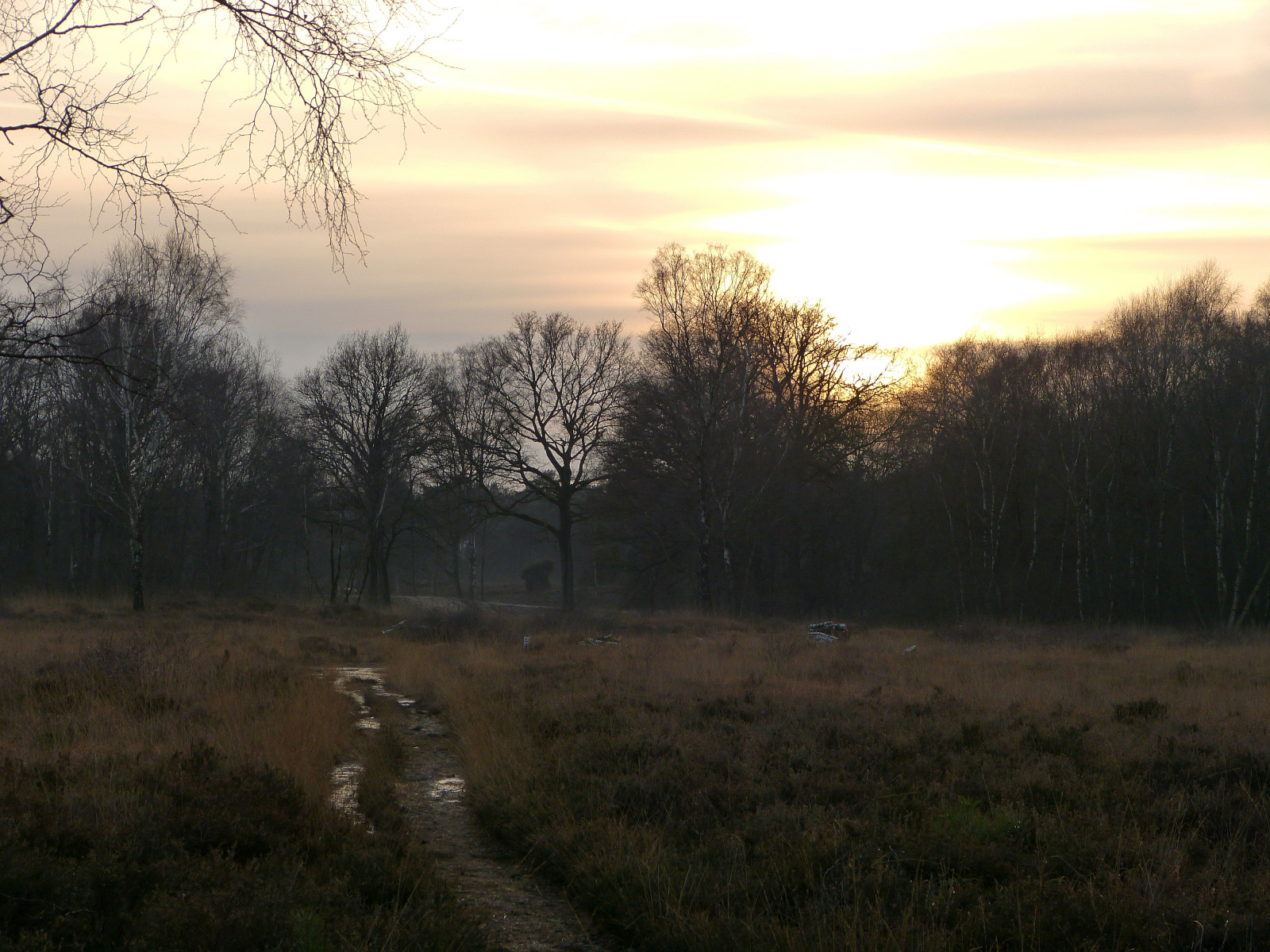 slunečnímu záření, krajina, les, západ slunce, tráva, nebe, zima, pole, větev, svítání, večer, ráno, mlha, slunce, horizont, atmosféra, Nizozemí, divočina, soumrak, cesta, banka, Holandsko, Soumrak, mokřadní, mrak, strom, svítání, lučina, pastvina, přírodní rezervace, louka, prostý, nederland, Landschap, Overijssel, zonsondergang, zálesí, prérie, panasonicdmcfz150, venkov, tráva rodina, meteorologický jev, savana, jev, Twente, ekoregion, lužní, bažina, natuurgebied, intrikán, schemering, Natuurmonumenten, Haaksbergen, Buurserzand, 1190660