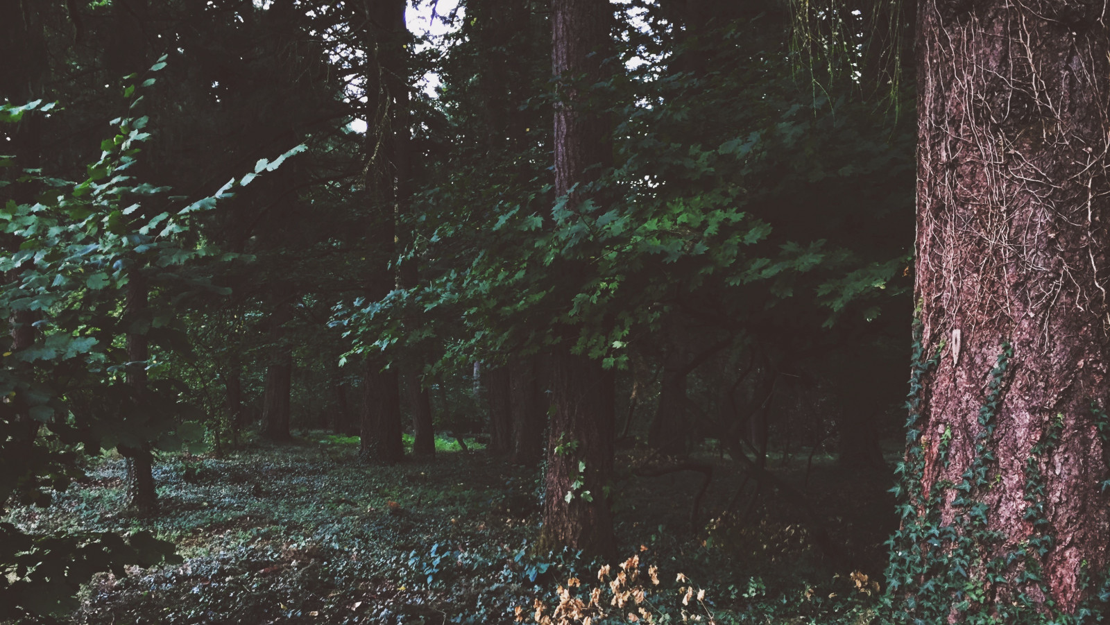 Sonnenlicht, Wald, Natur, Ast, Grün, Morgen, Filter, Textur, Dschungel, Feuchtgebiet, Licht, Baum, Herbst, Blatt, Pflanze, Dunkelheit, Wald, Lebensraum, natürlichen Umgebung, Atmosphärisches Phänomen, Holzige Pflanze, Ökosystem, 3264x1840 px