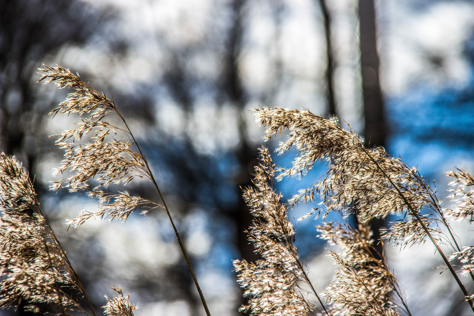sollys, Skov, natur, græs, sne, vinter, afdeling, is, frost, forår, Fryser, træ, efterår, blad, blomst, plante, sæson, flora, gr s, vedskloster, Kvist, vedplante, tæt på, makrofotografering, græs familie, stængelplante