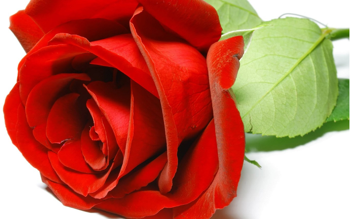 1366x853 px, ธรรมชาติ