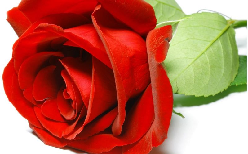 1366x853 px,Příroda