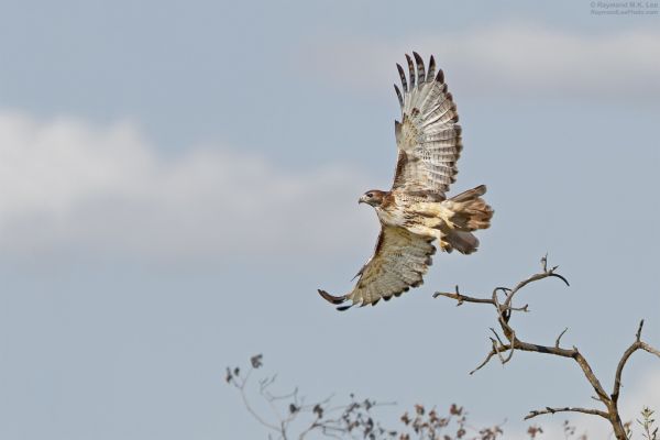 birds, nature, flying, fall, sky, photography