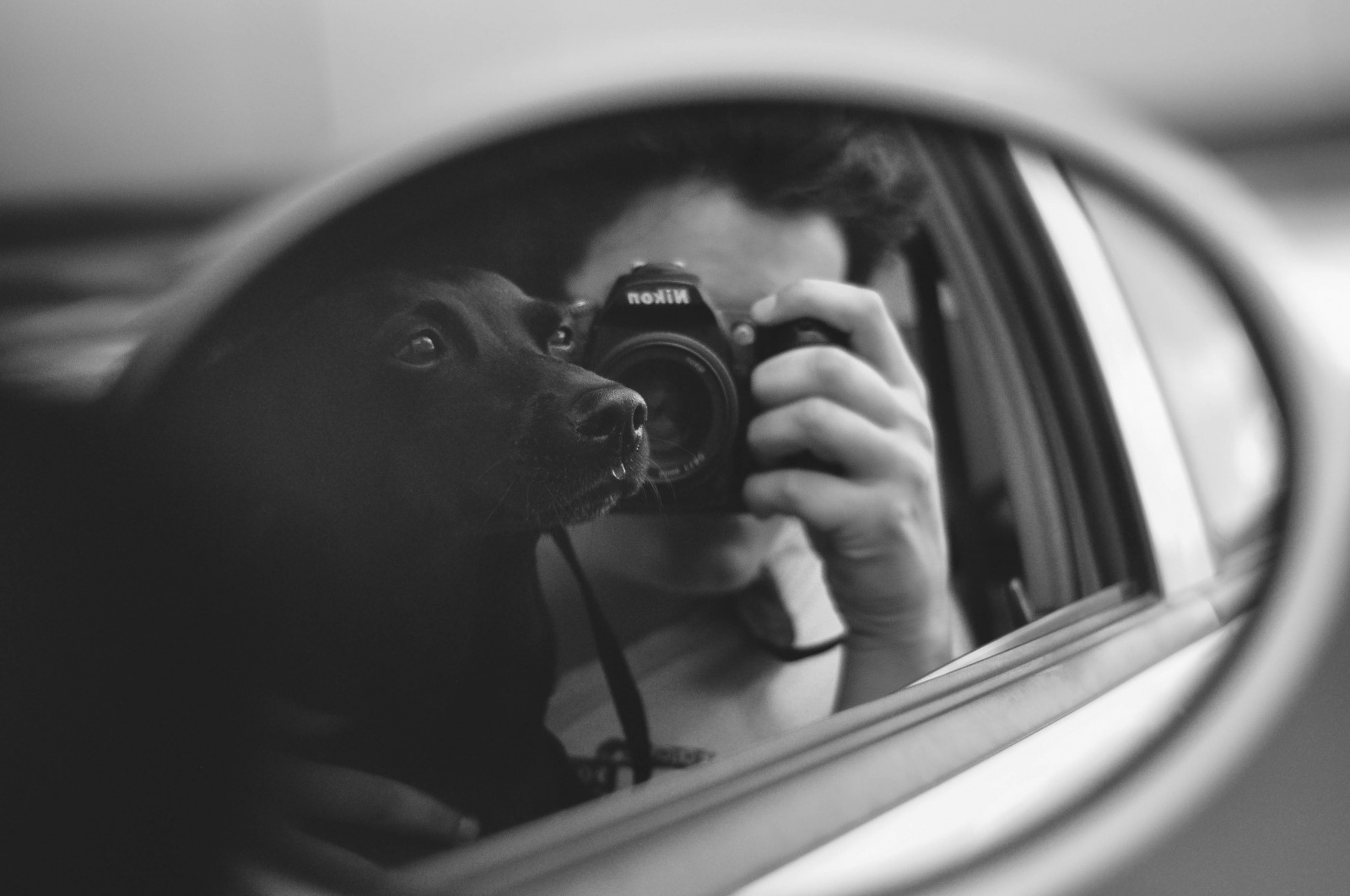 Černá, Photoshop, zvěř, černobílý, portrét, auto, brýle, milovat, fotografování, Pes, fotograf, Nikon, emoce, brazilský, Brazílie, Brasil, Lightroom, řidičský, MM, 90, NIKKOR, 50mm, zvíře, fotografie, psi, Všechno, přítel, d90, 50, d, fotografie, cachorro, Černý a bílý, monochromatické fotografování, interakce