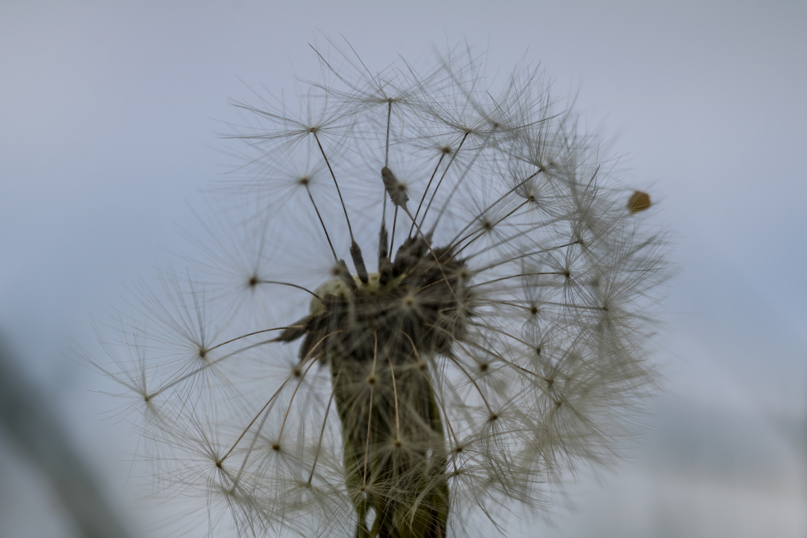Příroda, tráva, zima, pole, makro, větev, pampeliška, strom, květ, rostlina, flóra, Blomma, makro, maskros, bodlák, botanika, suchozemská rostlina, kvetoucí rostlina, zblízka, makro fotografie, trny trny a trny, tráva rodina, závod stonek, daisy rodina