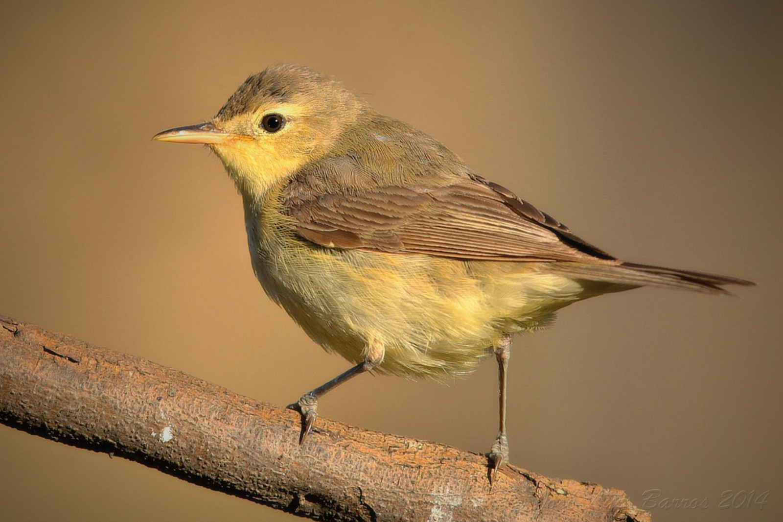 ptactvo, zvěř, Příroda, křídla, peří, žlutý, Volně žijících živočichů, zobák, Portugalsko, fullframe, pták, pěnkava, pozorování ptáků, červenka, natureza, fauna, ptáček, Aves, ptáčník, vidaselvagem, influenza, prohlížení pták, obratlovců, červenka obecná, Lejskovití, Brambling, slavík, Emberizidae, střízlík, biodiverzita, ornitologie, ornitologie, avifauna, animais, birdphotographer, canoneos1dx, avesemliberdade, birdsinfreedom, canonef400mmf28lisiiusm, josbar, jos lu sbarros, birdphotographing, nocaptivitybirds, freebirds, faunaportuguesa, faunaib rica, iberianbirds, ornitologia, vidaanimal, Penas, portuguesebirds, birdsinportugal, avesemportugal, avesdeportugal, asas, observa odeaves, fotografiadeaves, fotografiadenatureza, naturephotographing, observadordeaves, FOT grafodeaves, fot grafodenatureza, naturephotographer, dodo, ornit filo, birdinginthewild, avianphotography, biodiversidade, idanhaanova, alcafozes, strnad zahradní, hippolaispolyglotta, melodiouswarbler, felosapoliglota, chalreta, fel ria