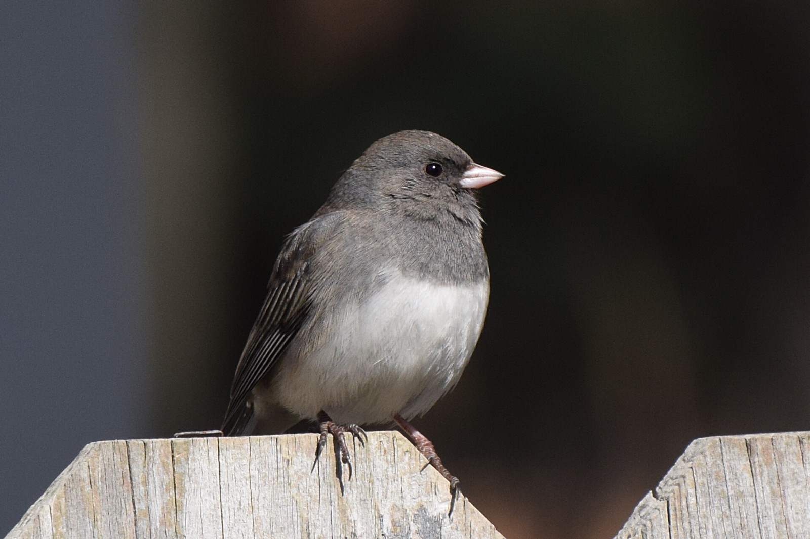 Wallpaper birds, nature, outdoors, wildlife, fence, Michigan, beak