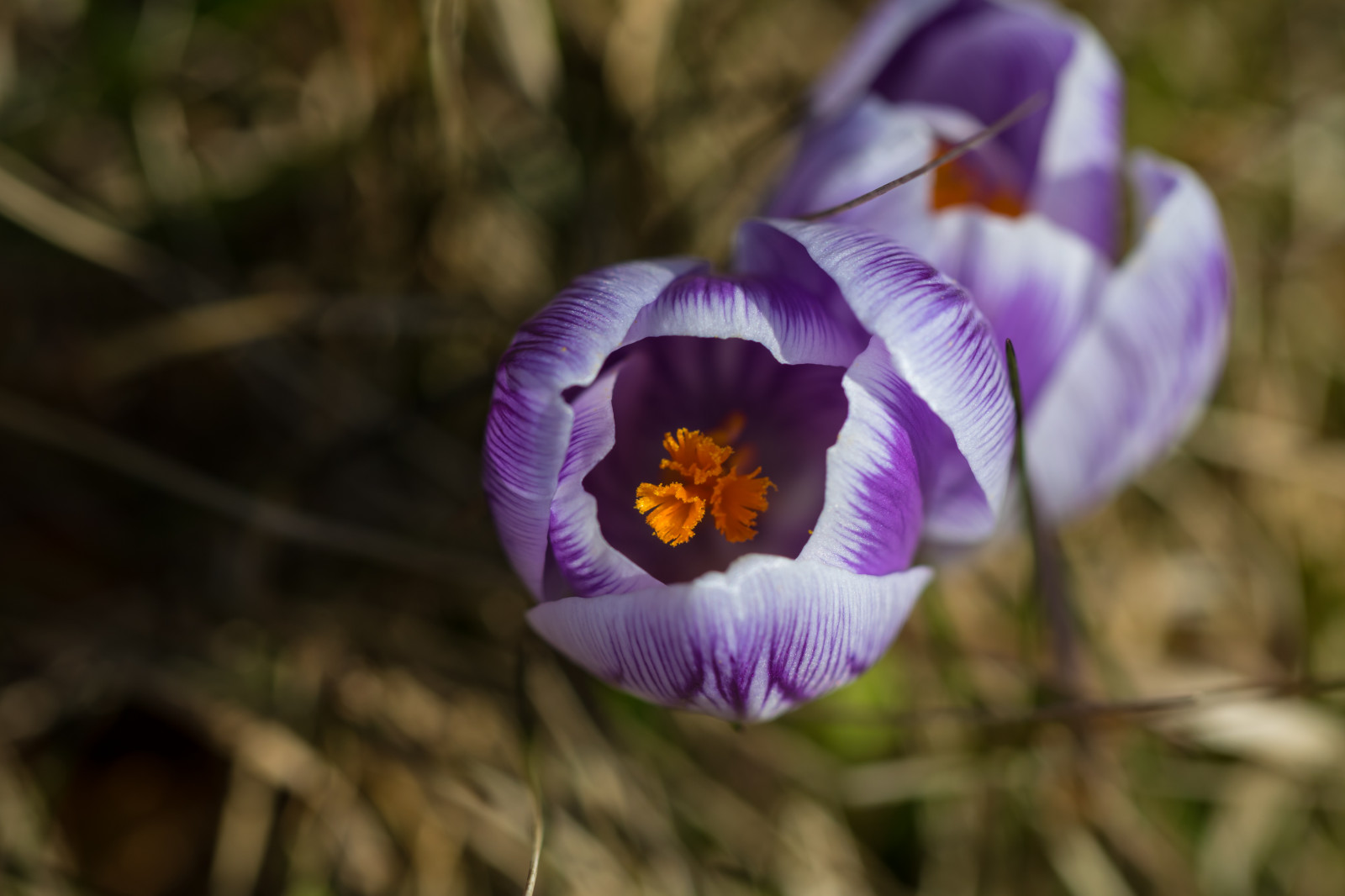 Wallpaper nature, crocus, Iris, flower, eye, flora, torup, petal