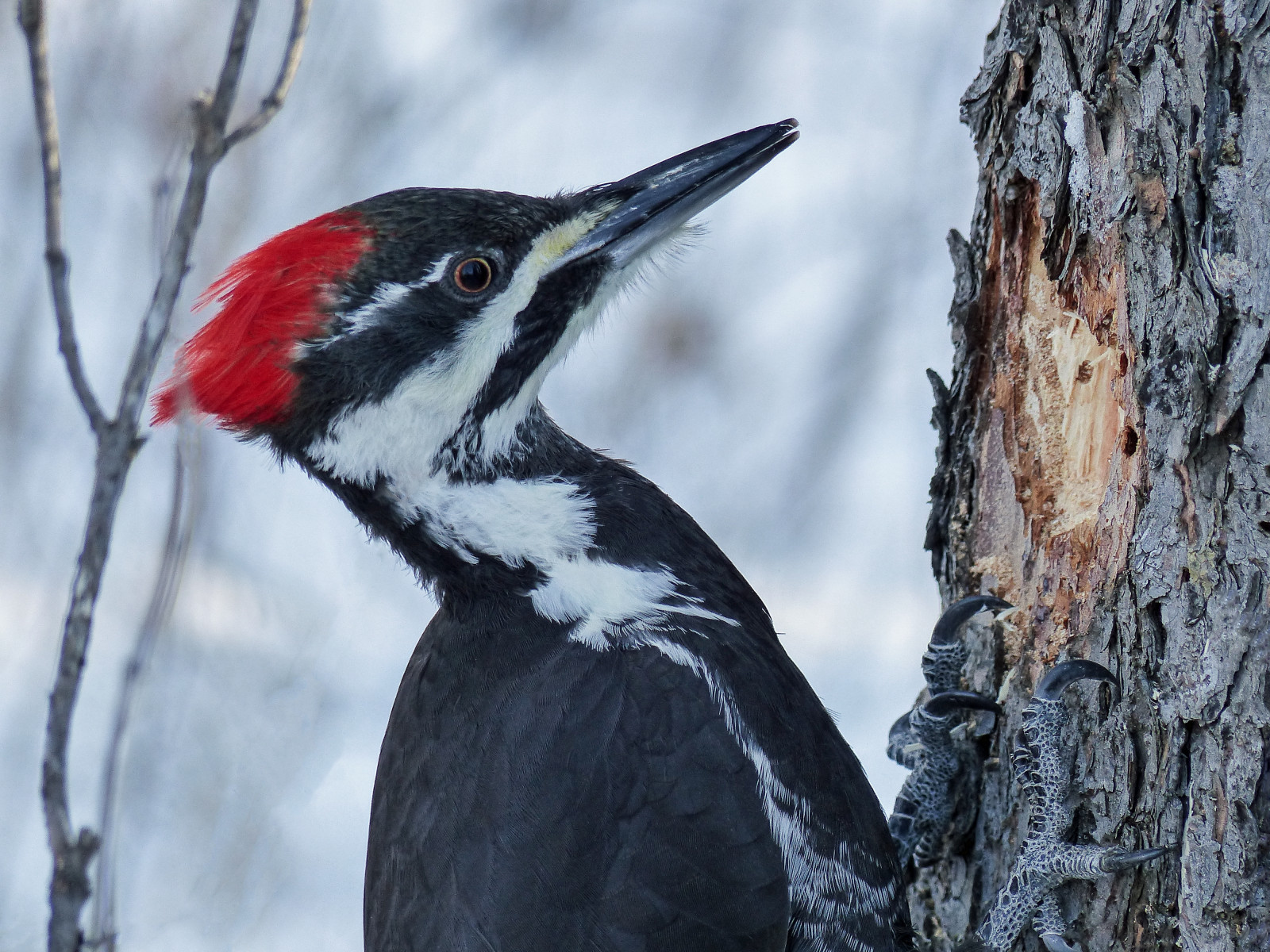 Kanada, Calgary, pták, Příroda, ptactvo, detailní, ženský, datel, venkovní, Alberta, boční pohled, ornitologie, influenza, Dryocopuspileatus, pileatedwoodpecker, fishcreekpark, Piciformes, Dryocopus, Picidae, všechna práva vyhrazena, Clingingtotreetrunk, anneelliott2014