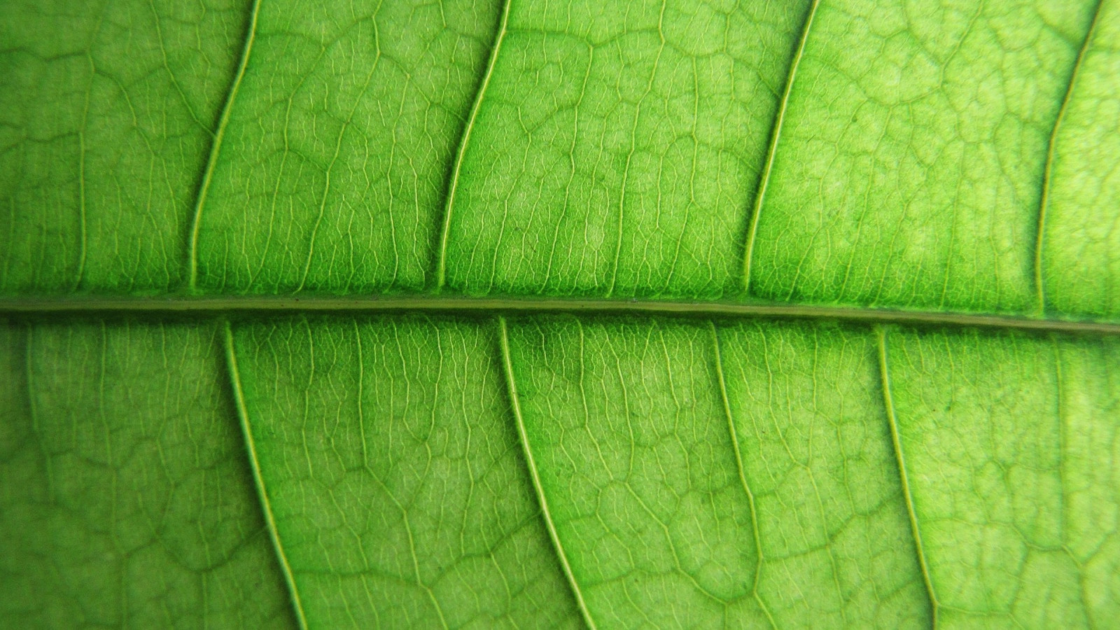 1920x1080 px, alam