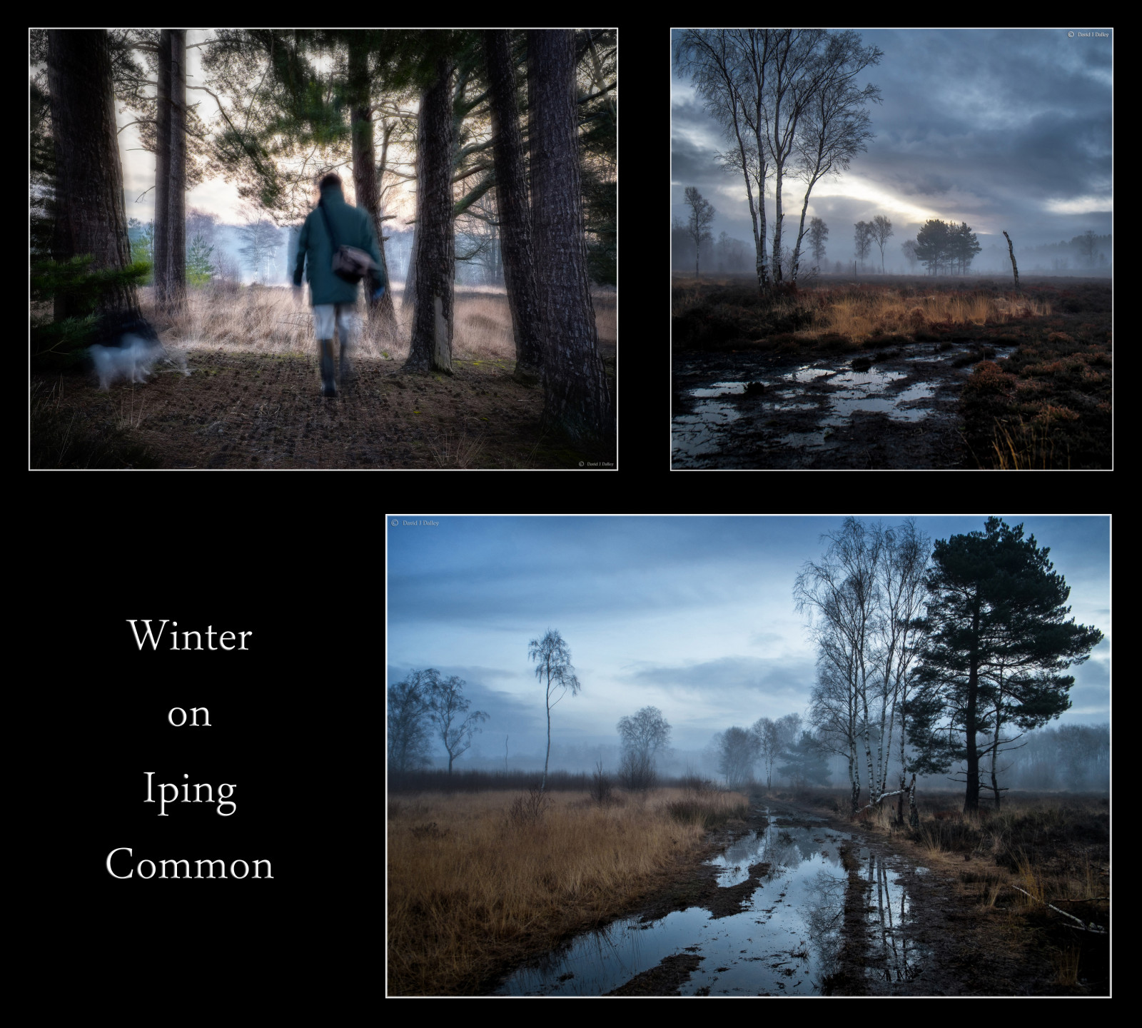 luce del sole, paesaggio, foresta, natura, collage, cielo, inverno, Alba, fango, Inghilterra, mattina, nebbia, atmosfera, bagnato, sentiero, UK, a passeggio, Congelamento, nebbioso, trittico, rurale, Brughiera, zone umide, Sussex, nube, albero, alba, campagna, riserva naturale, erica, pino, Parco Nazionale, XPro1, portare a spasso il cane, fangoso, camminatore, Gran Bretagna, Regno Unito, Gran Bretagna, immagine dello schermo, Harvey, bosco, palude, alba, Downland, sfondo del computer, ecosistema, fotomontaggio, palude, West Sussex, alba, fenomeno, Southdowns, Dogwalk, englishcountryside, daviddalley, davidjdalley, fujixpro1, fujifilmxpro1, ipingcommon, Parco statale, Betulla bianca, mattina nebbiosa, Midhurst, Stedham, ruralengland, ruralsussex, sussexcountryside, southdownsnationalpark, horribleharvey, brughiera, sussexwildlifetrust, fitzhallheath, elstedroad, Iping, stedhamwithiping, vita di campagna, southernengland, tempo umido