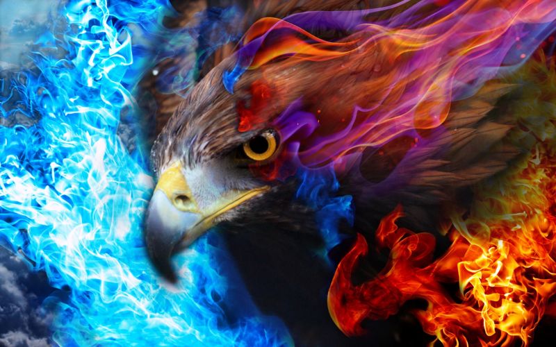 hemel, brand, adelaar, kleur, blauw, vogel hemel, brand, adelaar, kleur, blauw, vogel