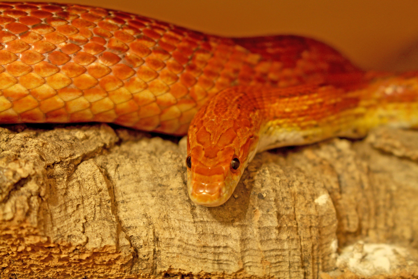 Wallpaper scaled reptile, serpent, Boa constrictor, boas, elapidae