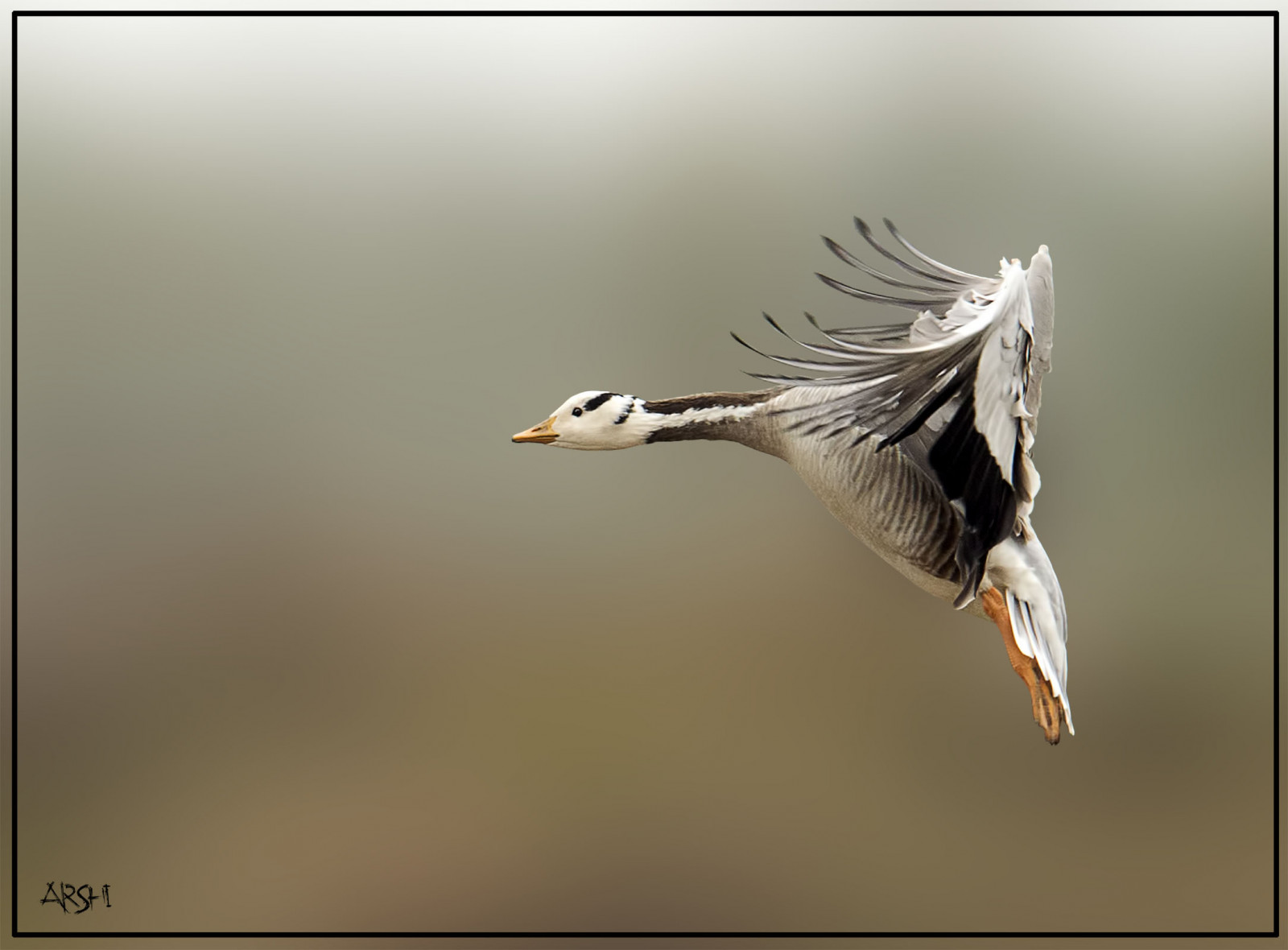 fugle, birdslover, smuk, birdsofpakistan, fugleperspektiv, skønhed, bokeh, naturephotography, nikkor600mmf4, nikond4s, naturelover, natureimages, arshadashraf, Asien, dyr, featheryfriday, wildlifephotographey, dyreliv, barheadedgeese