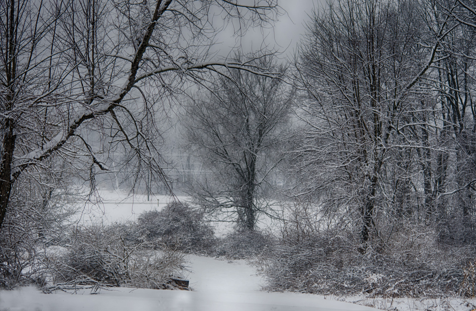 træer, Skov, monokrom, natur, sne, vinter, afdeling, is, kold, tåge, frost, HDR, Fryser, Connecticut, træ, vejr, plante, sæson, snestorm, skov, atmosfærisk fænomen, sort og hvid, monokrom fotografering, vedplante, vinter storm, regn og sne blandet
