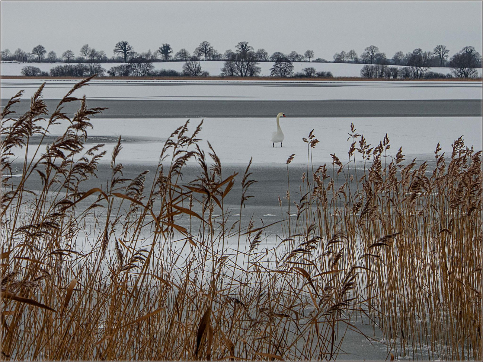 iarnă, lac, pasăre, vedea, lebădă, înghețat, EIS, Schwan, vogel, eisig, Lonelyswan, p nitzersee, ostseeleuchte, Einsamerschwan