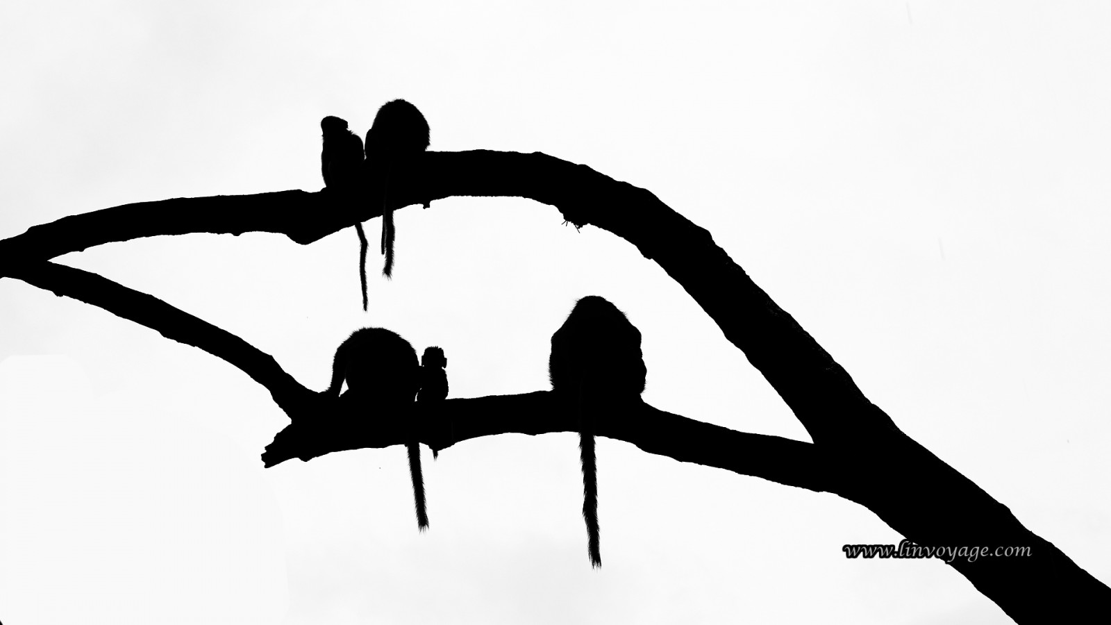 ภาพวาด, ภาพประกอบ, ขาวดำ, ธรรมชาติ, ภาพเงา, สาขา, การ์ตูน, ฤดูร้อน, ลิง, ประเทศไทย, ดำและขาว, ต้นไม้, กลางแจ้ง, บรรทัด, พัทยา, กระบี่, Samui, ภูเก็ต, phuketian, เขตร้อน, พื้นหลังสีขาว, phuketphotographernet, forumlinvoyagecom, ปีก, httpforumlinvoyagecom, ร่าง, ดำและขาว, ถ่ายภาพขาวดำ