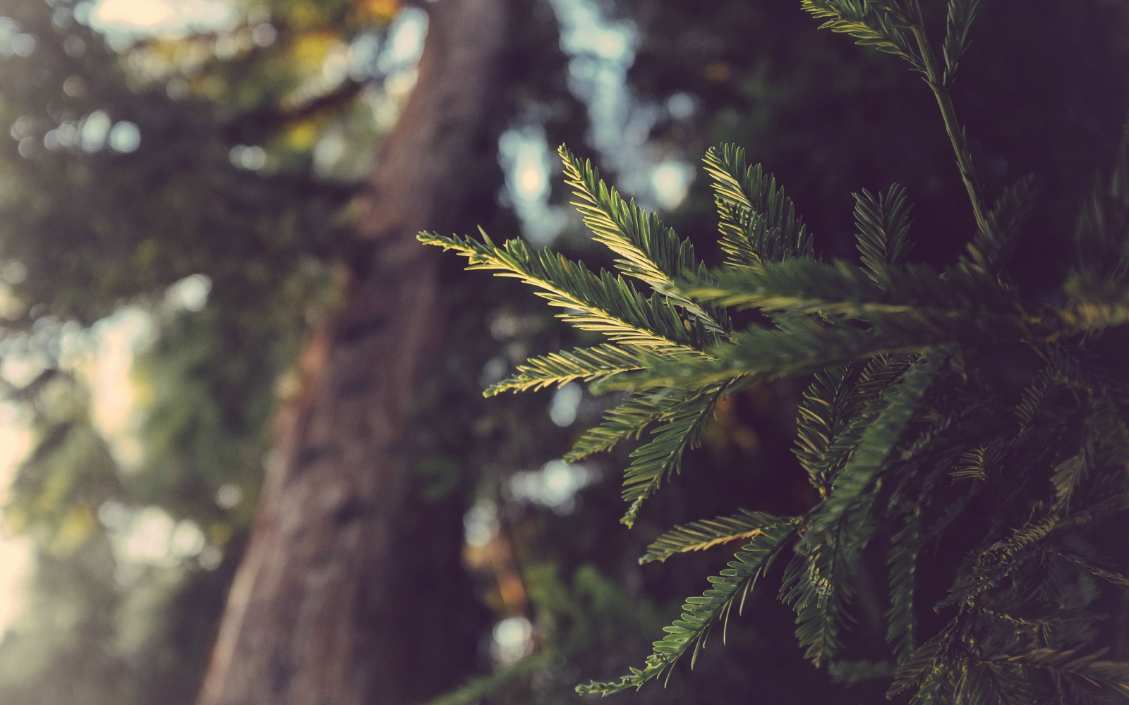 slunečnímu záření, les, listy, Příroda, větev, zelená, Volně žijících živočichů, smrk, džungle, jedle, deštný prales, strom, podzim, list, květ, rostlina, flóra, fauna, zálesí, místo výskytu, přírodní prostředí, botanika, suchozemská rostlina, dřevina, makro fotografie