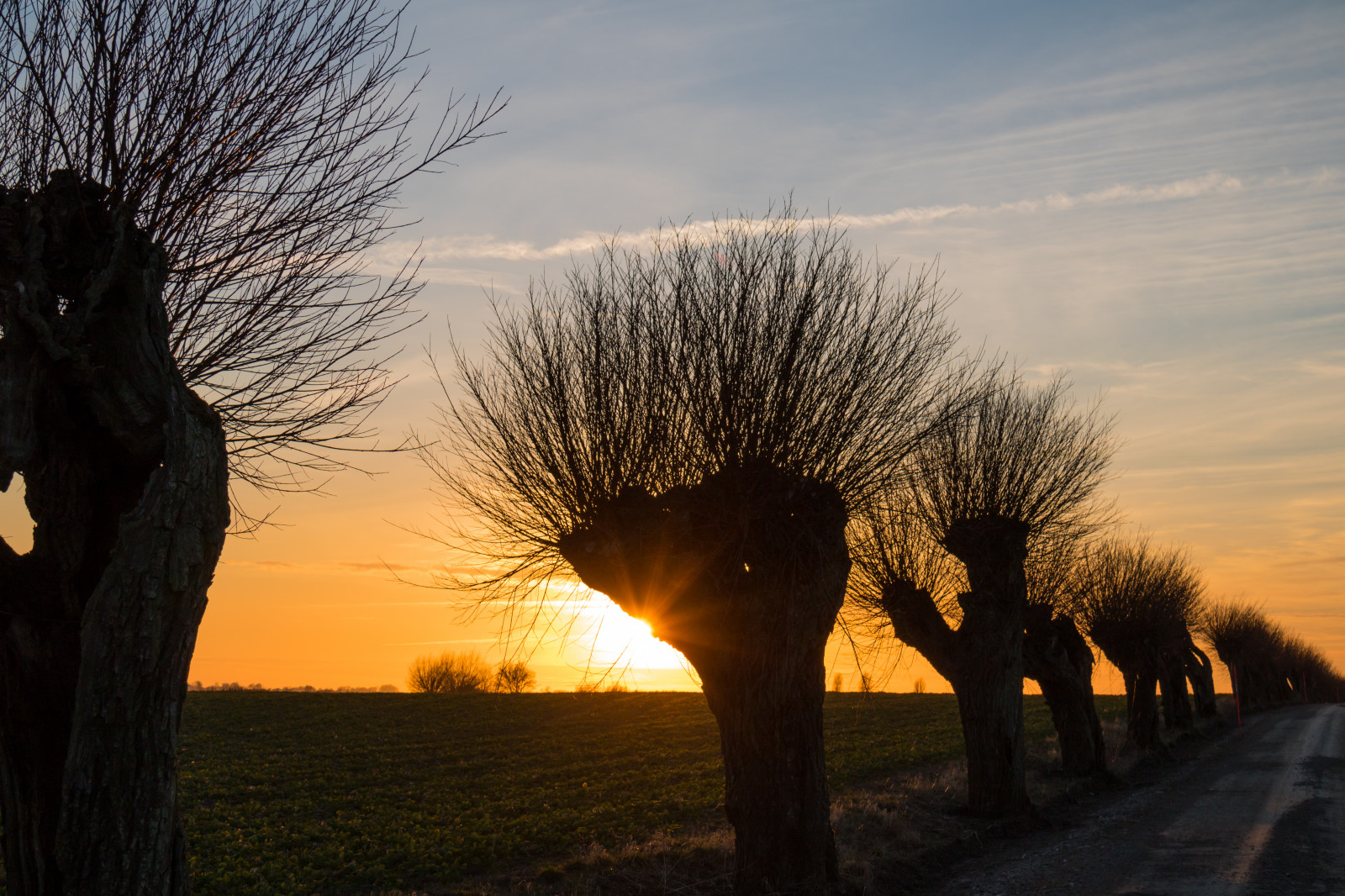 slunečnímu záření, krajina, západ slunce, Příroda, nebe, zima, silueta, větev, svítání, večer, ráno, mlha, slunce, horizont, soumrak, světlo, mrak, strom, podzim, svítání, rostlina, sezóna, nebe, solnedg ng, siluett, venkov, moln, landsbygd, landskap, atmosférický jev, dřevina, arecales