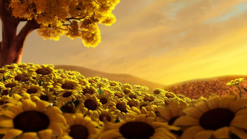sunlight, sunset, nature, sky, field, yellow sunlight, sunset, nature, sky, field, yellow