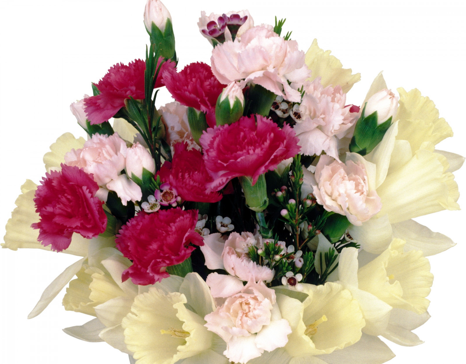 květiny, růžový, květ, rostlina, něha, kytice, okvětní lístek, pivoňka, suchozemská rostlina, kvetoucí rostlina, floristika, kytice, aranžování květin, květinový vzor, řezané květiny, karafiáty, Dianthus, karafiát