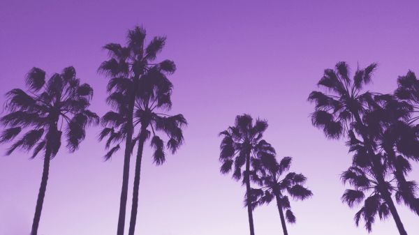 trees,vaporwave,palm trees
