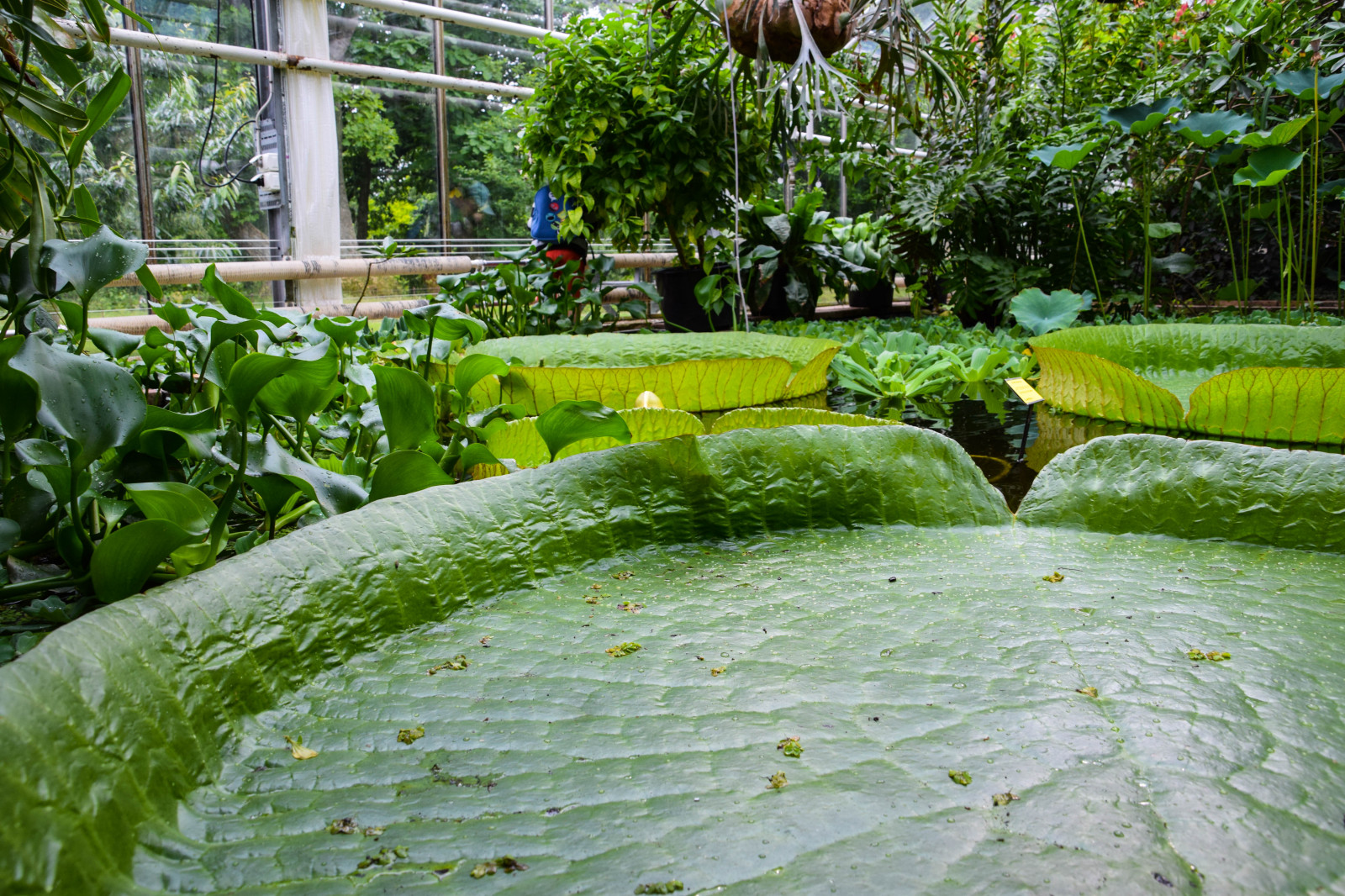 zahrada, město, ulice, rostliny, zelená, rybník, Švédsko, džungle, zadní dvorek, Sverige, list, květ, yard, rostlina, cityview, flóra, sk nel n, se, Lund, Botanická zahrada, botanicgareden, botaniskatr dg rden, botaniksatr dg ren, tropy, trávník, botanika, outdoor struktura, Botanická zahrada, krajinný architekt